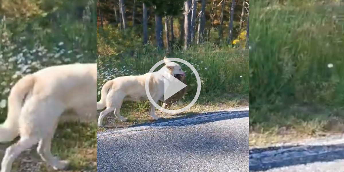 [Vidéo] Voilà ce qui se passe quand on laisse divaguer son chien pendant la reproduction