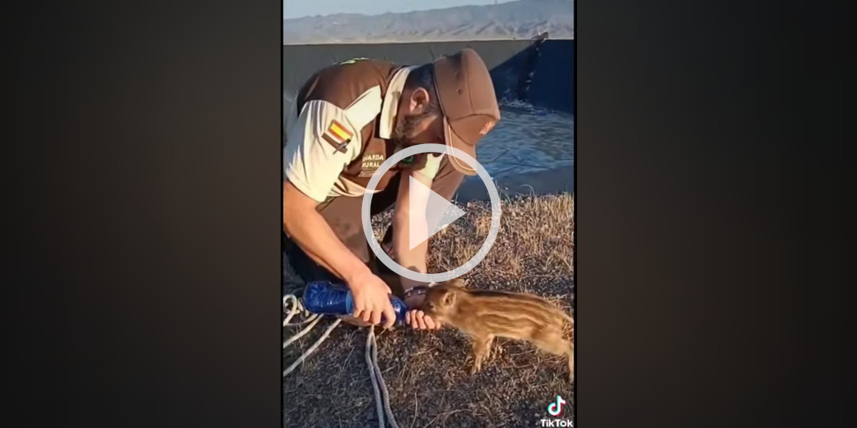 [Vidéo] Un garde rural sauve un marcassin d’un bassin de rétention d’eau asséché