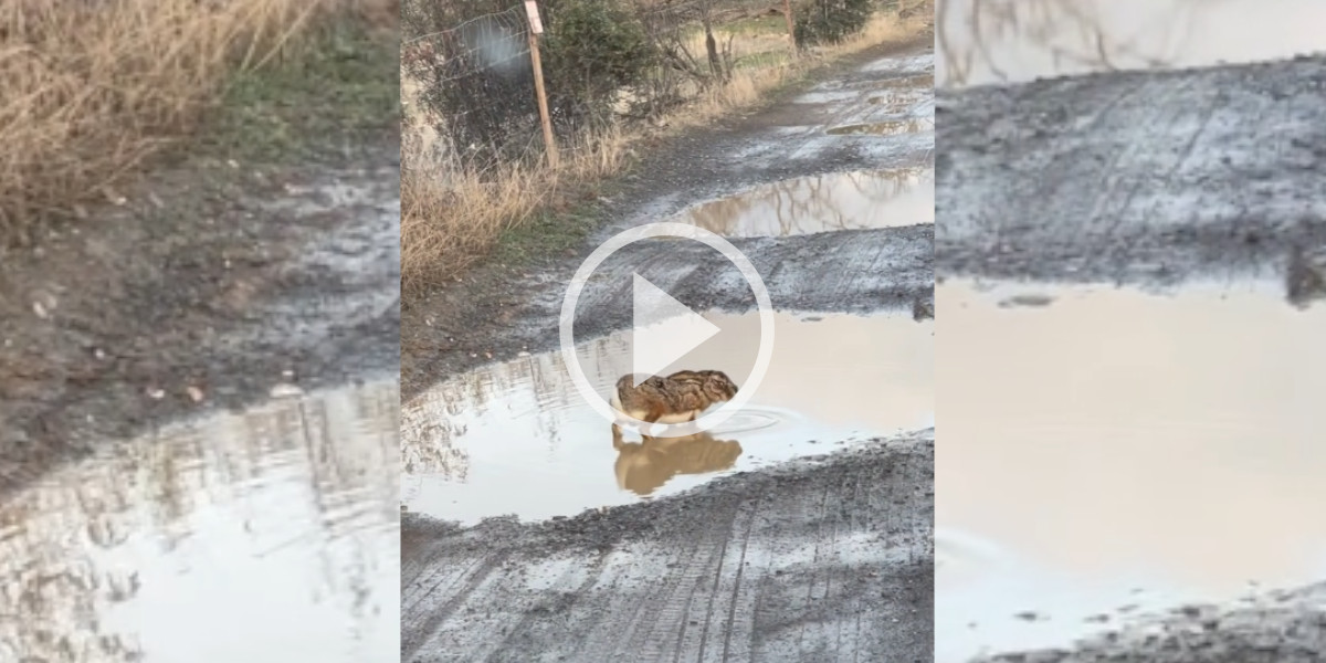 [Vidéo] Un lièvre boit dans une flaque d’eau mais quelque chose ne va pas
