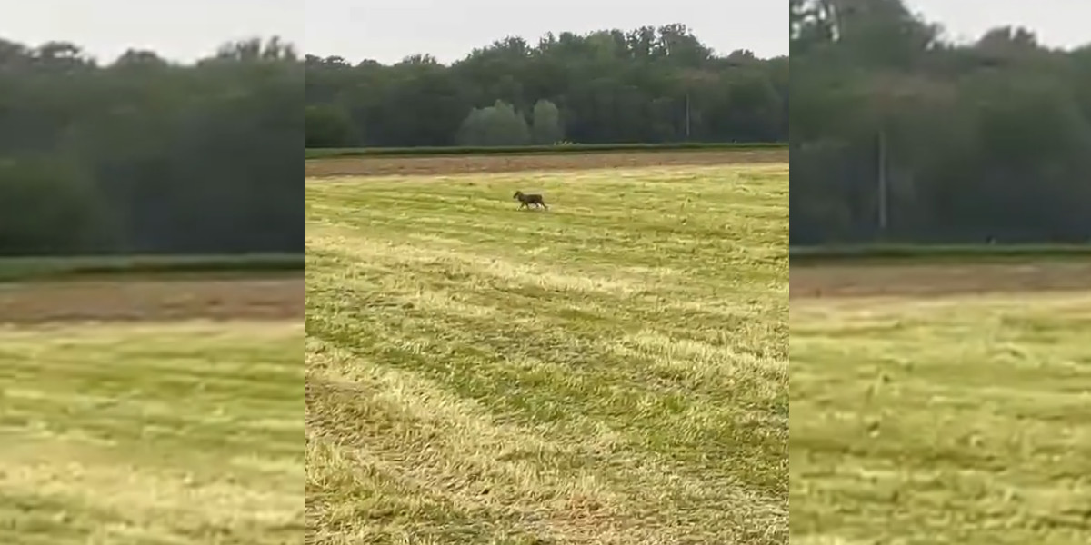 Un loup aperçu par un chasseur à la frontière entre la France et la Belgique