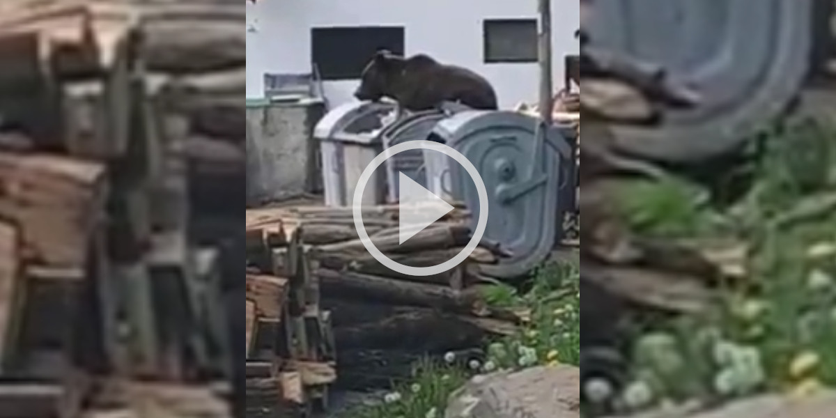 [Vidéo] Un ours filmé dans les poubelles près d’une maison dans le Sud-Tyrol