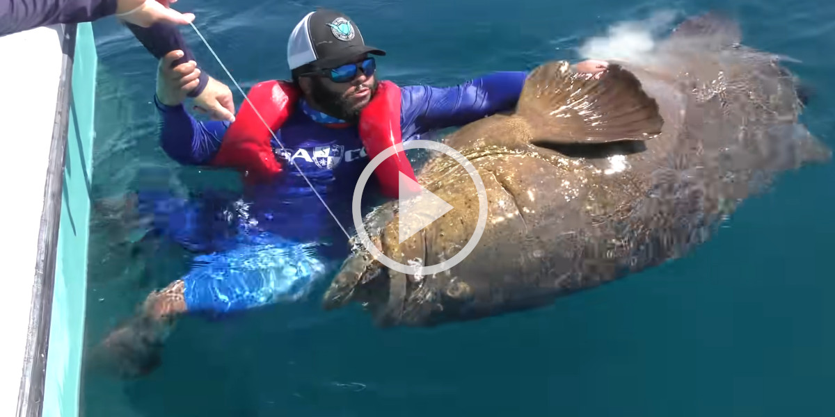 [Vidéo] Un pêcheur va vivre l’enfer pour une photo souvenir