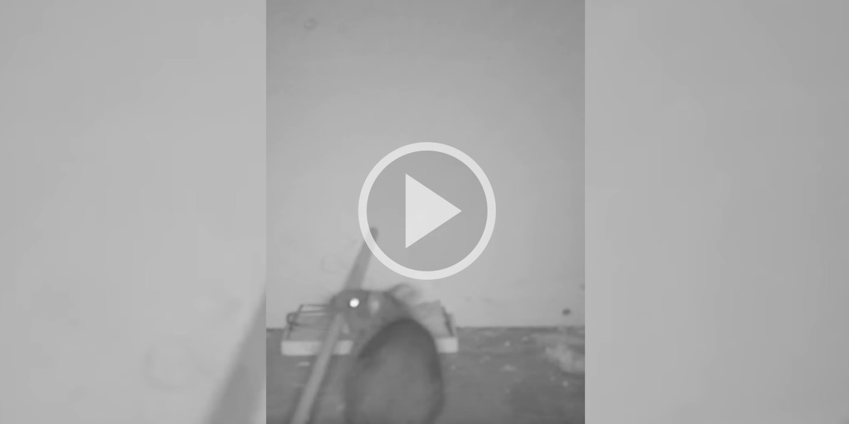 [Vidéo] Un rat bien malin sait comment déclencher une tapette
