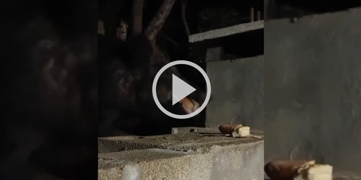 [Vidéo] Un gros sanglier s’invite pour manger en terrasse