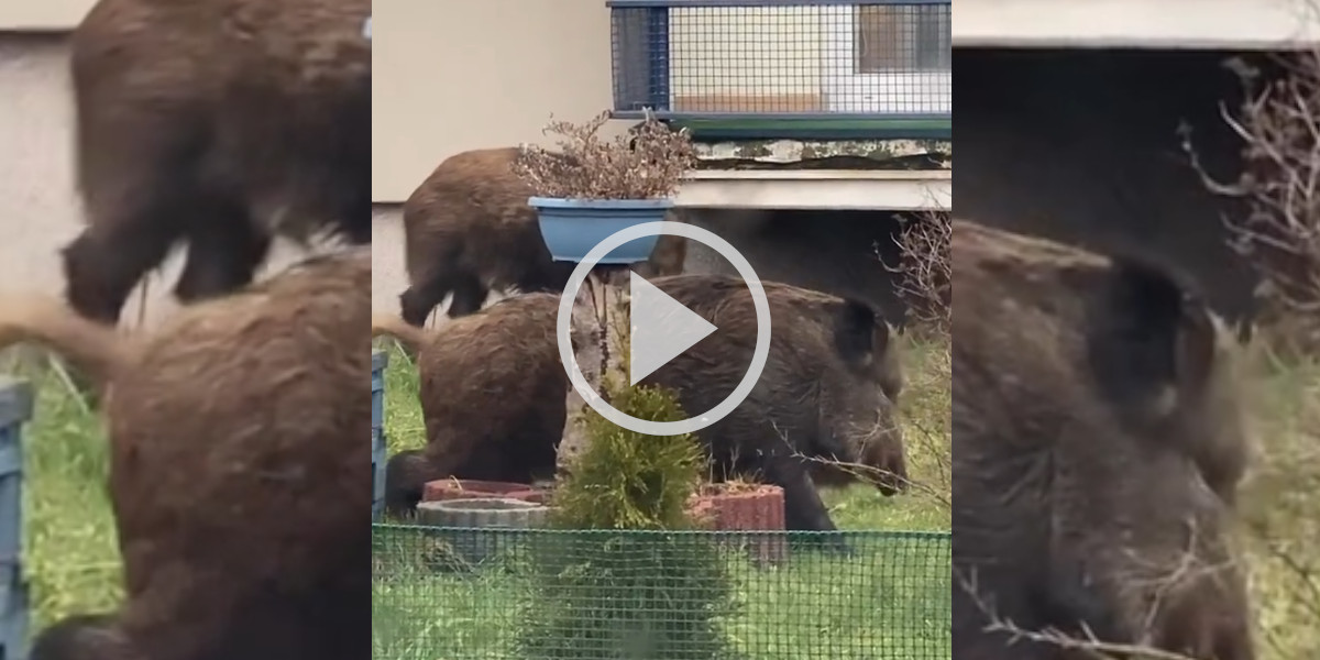 [Vidéo] Un gros sanglier se frotte sur le parterre de fleurs d’une résidence