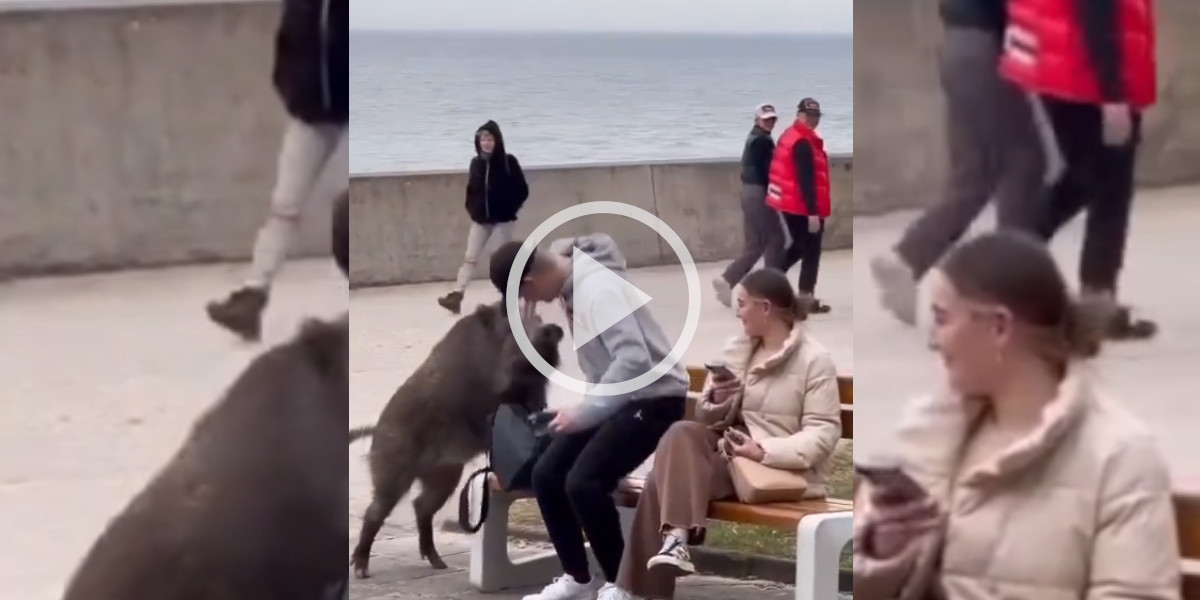 [Vidéo] Un sanglier essaie de fouiller dans le sac d’un homme sur un banc public