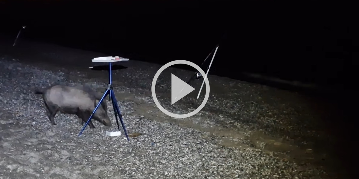 [Vidéo] Un sanglier approche un pêcheur sur une plage pour lui voler son poisson
