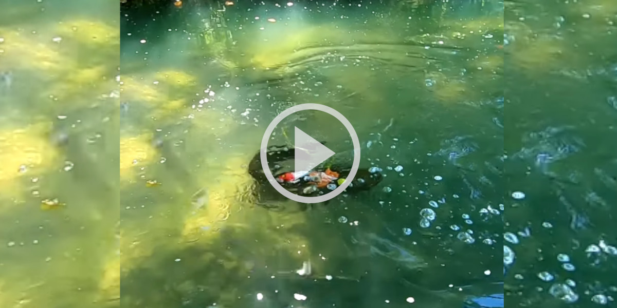 [Vidéo] Un pêcheur rend un silure complètement fou avec son leurre