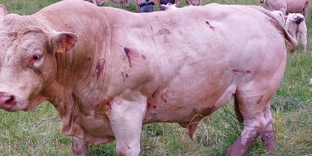 Une attaque de loup sur un taureau de plus d’une tonne a eu lieu dans l’Yonne