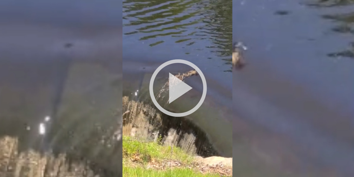[Vidéo] Une cane et ses canetons s’approchent dangereusement d’une chute d’eau