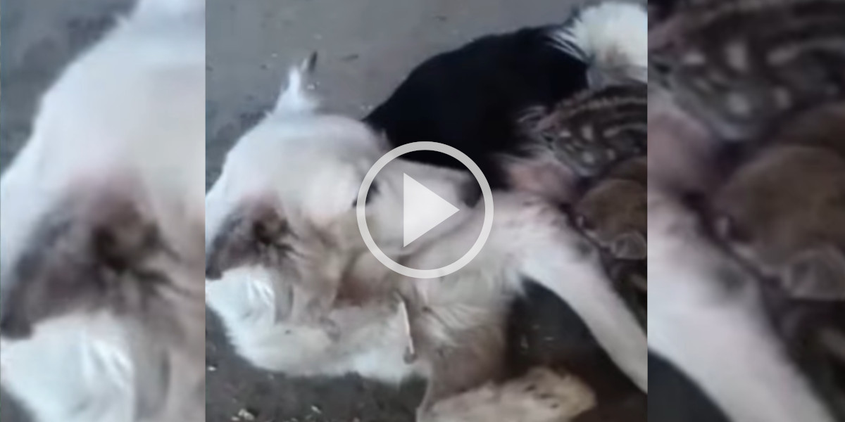 [Vidéo] Insolite : une chienne adopte des marcassins et les allaite