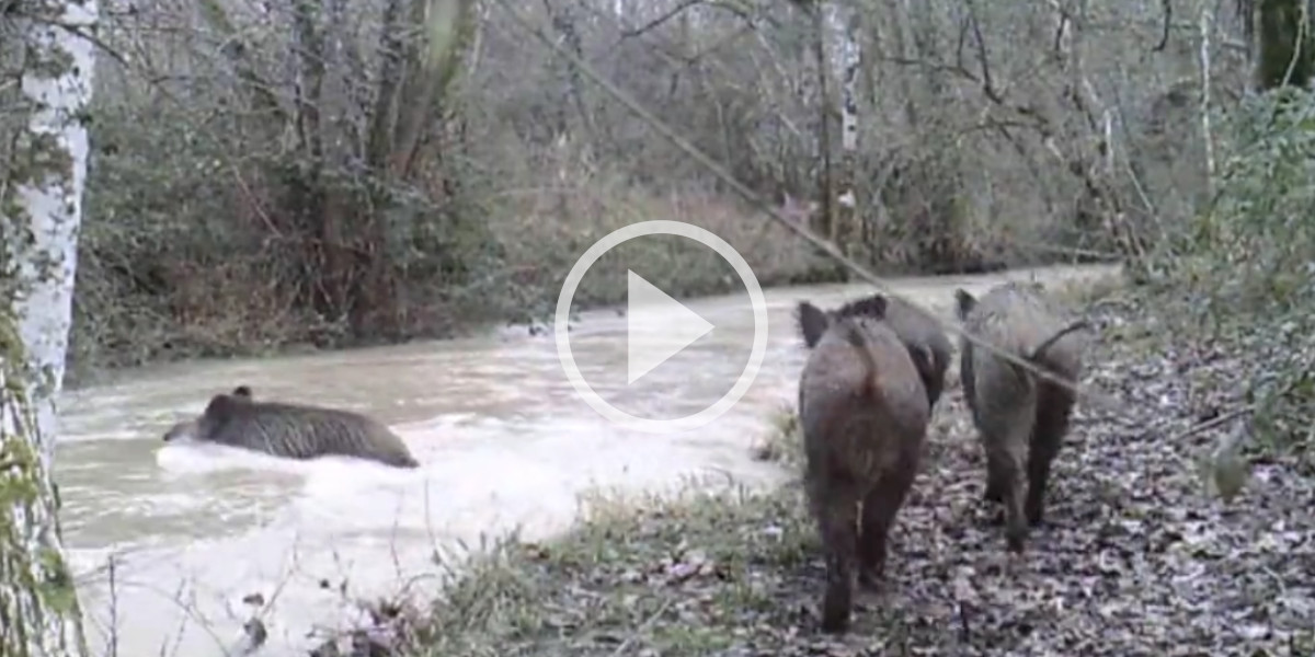 [Vidéo] Une compagnie de sangliers affronte le fort courant d’un cours d’eau