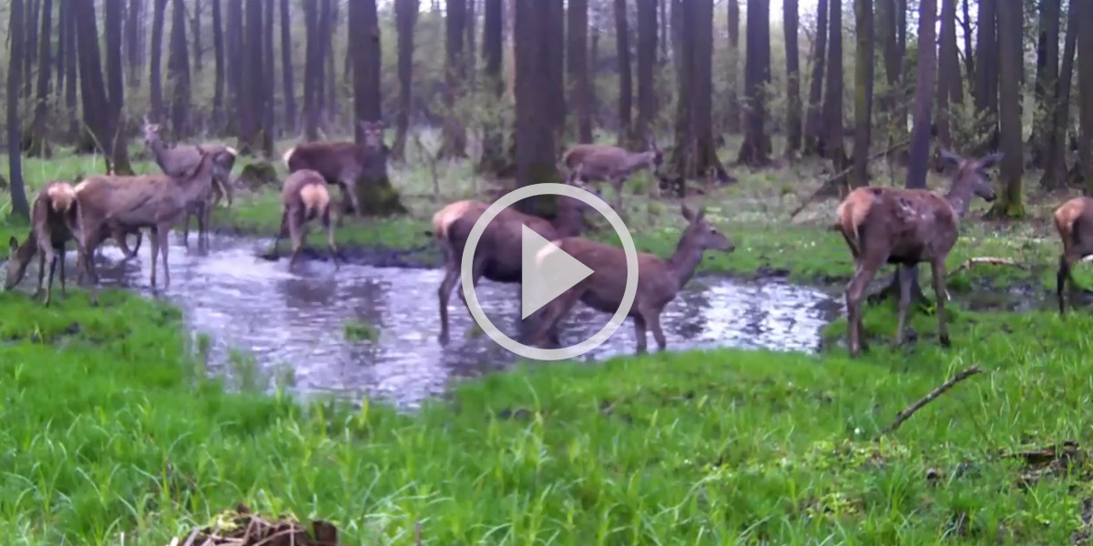 [Vidéo] Une harde de cervidés s’offre une pause aquatique en pleine forêt