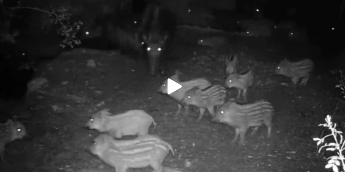 [Vidéo] Une invasion de sangliers devant un piège photographique