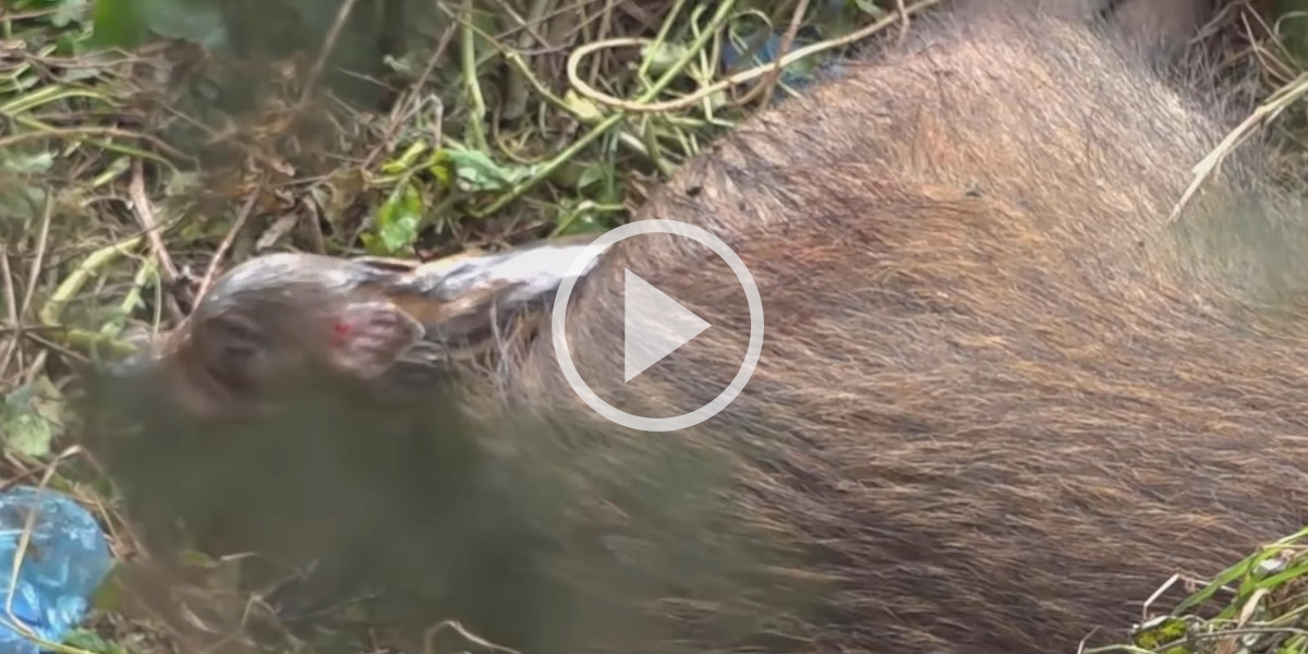 [Vidéo] Une laie met au monde ses marcassins en pleine ville