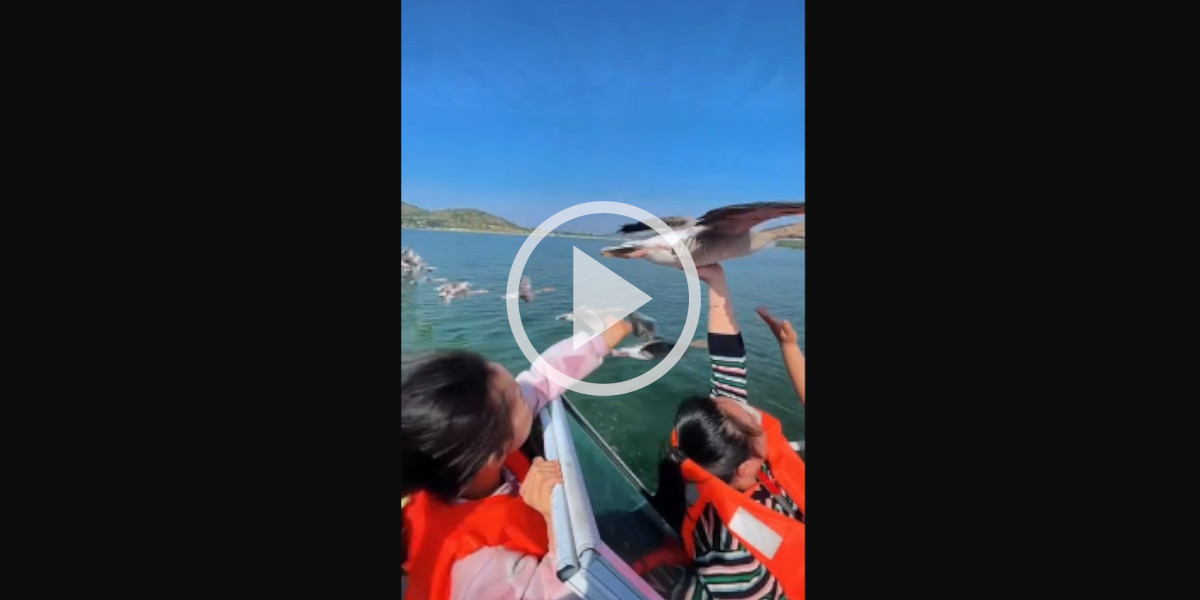 [Vidéo] Une oie se pose sur la main d’une femme pendant une balade en bateau