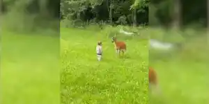 biche vs enfant
