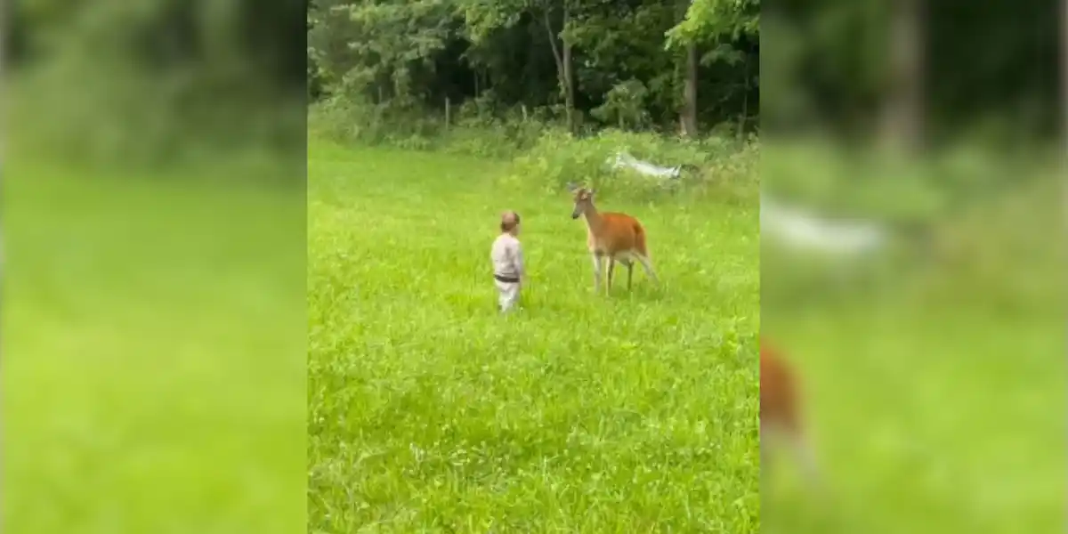 [Vidéo] Un enfant de 3 ans agressé par une biche