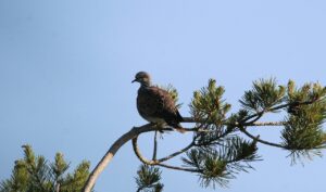 Tourterelle des bois