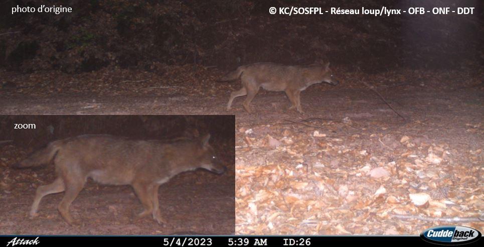 Le chacal doré aperçu pour la première fois dans le massif des Vosges