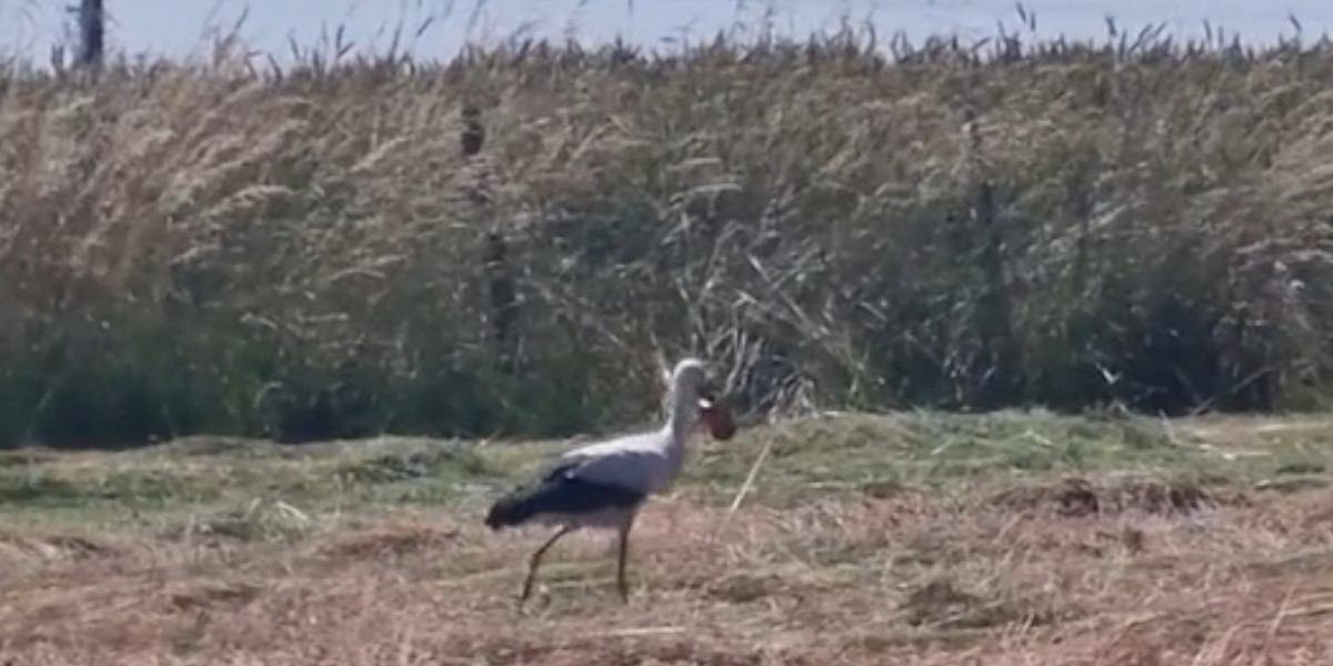 Une cigogne en danger à cause d’une canette de Coca, le coup de gueule d’un agriculteur fait réagir toute la France