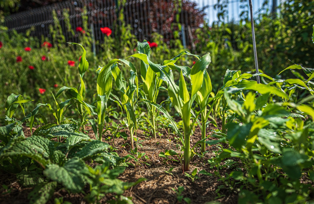 La mairie écologiste de Lyon veut créer une voie verte qui menace des jardins ouvriers