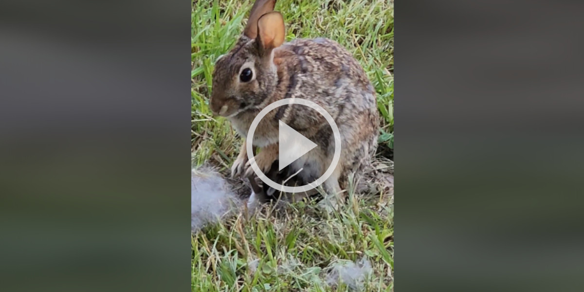 [Vidéo] Des lapereaux allaités par leur mère en plein jour