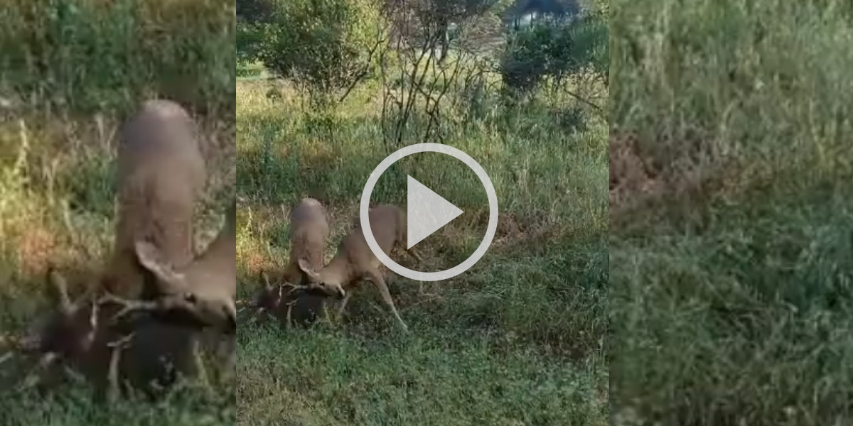 [Vidéo] Deux brocards se livrent une bataille sans merci