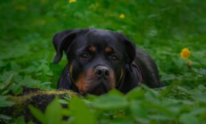 Rottweiler attaqué par un loup