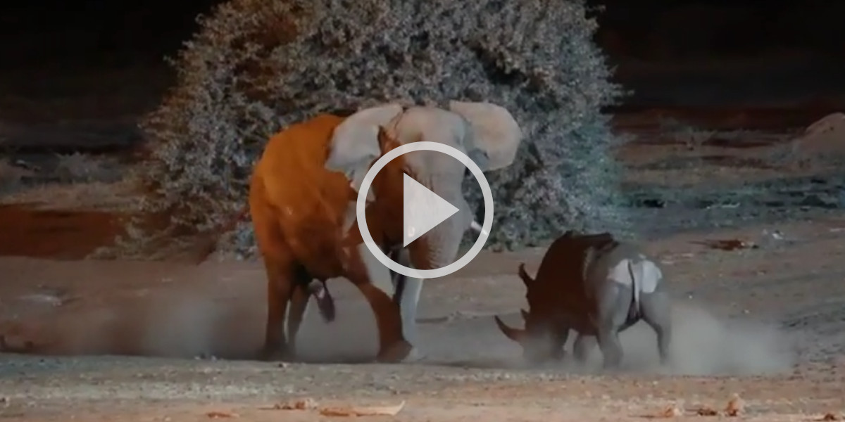 [Vidéo] L’éléphant face au rhinocéros : quand deux colosses s’affrontent