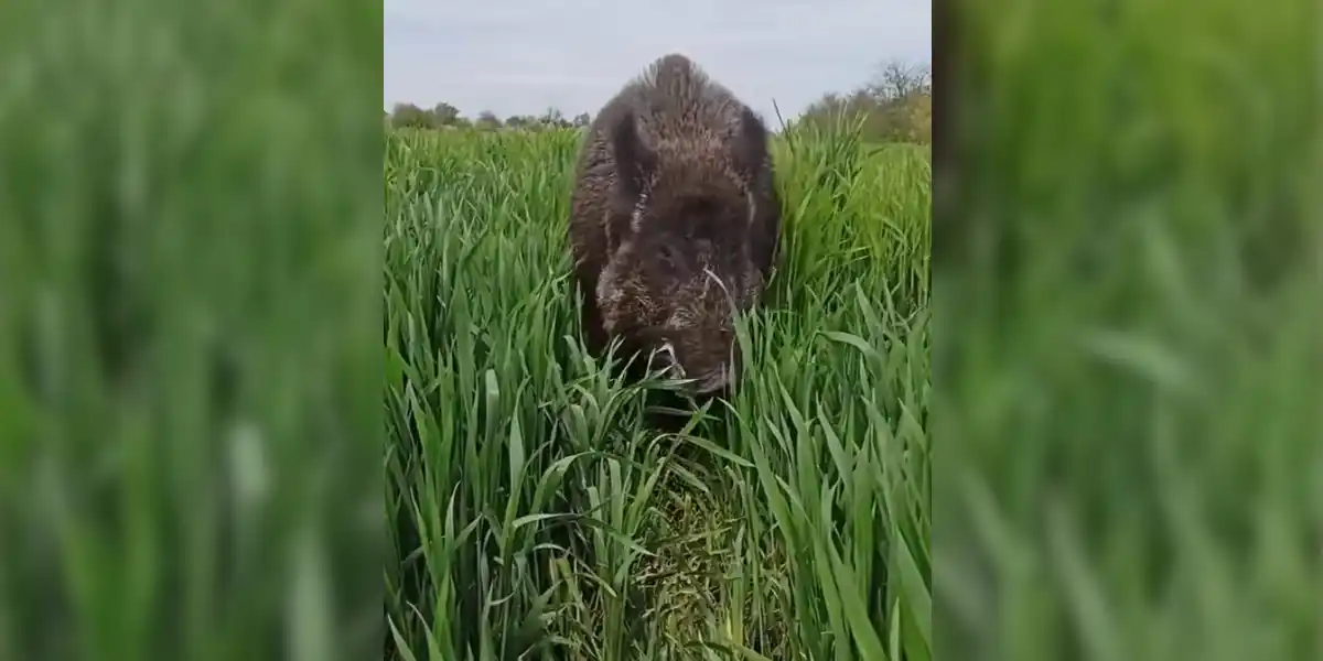 [Vidéo] Quand un keiler vient à ta rencontre (moins de 1 mètre)