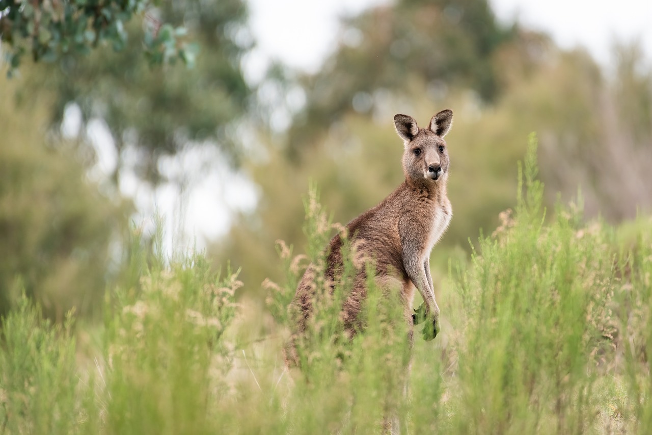 Un kangourou a été attrapé dans un village de Seine-et-Marne