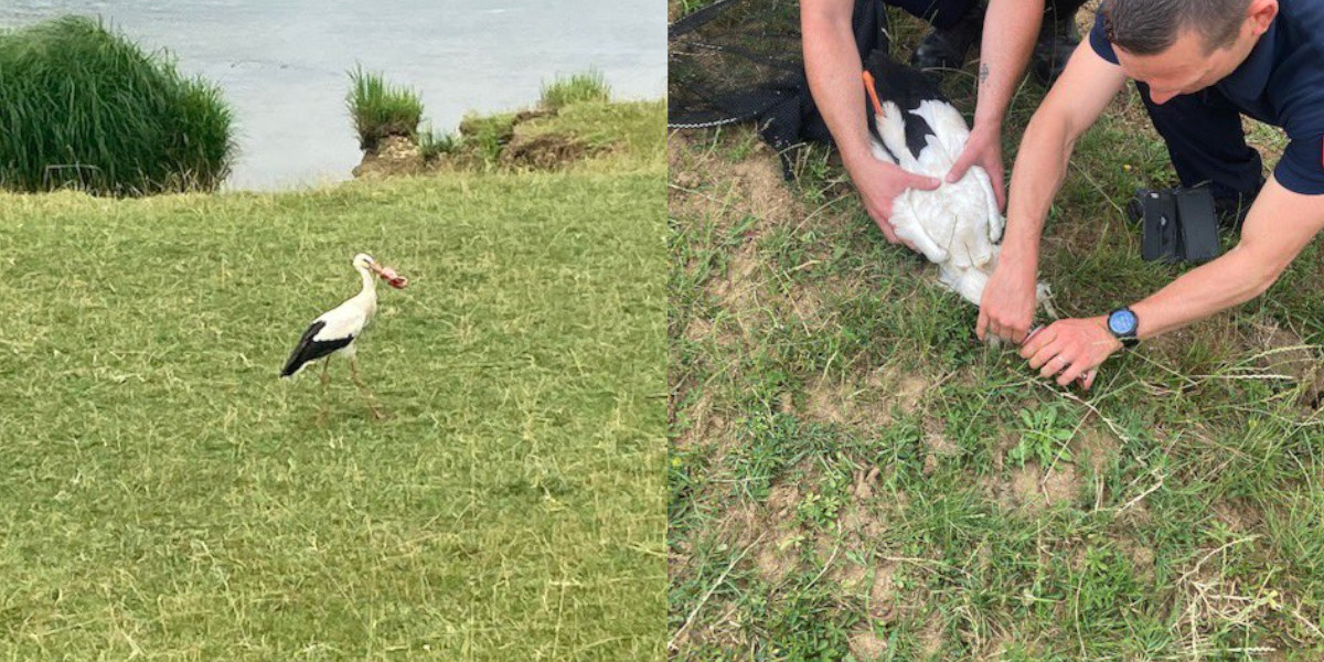 La cigogne avec le bec coincé dans une canette de Coca a été sauvée par des pompiers