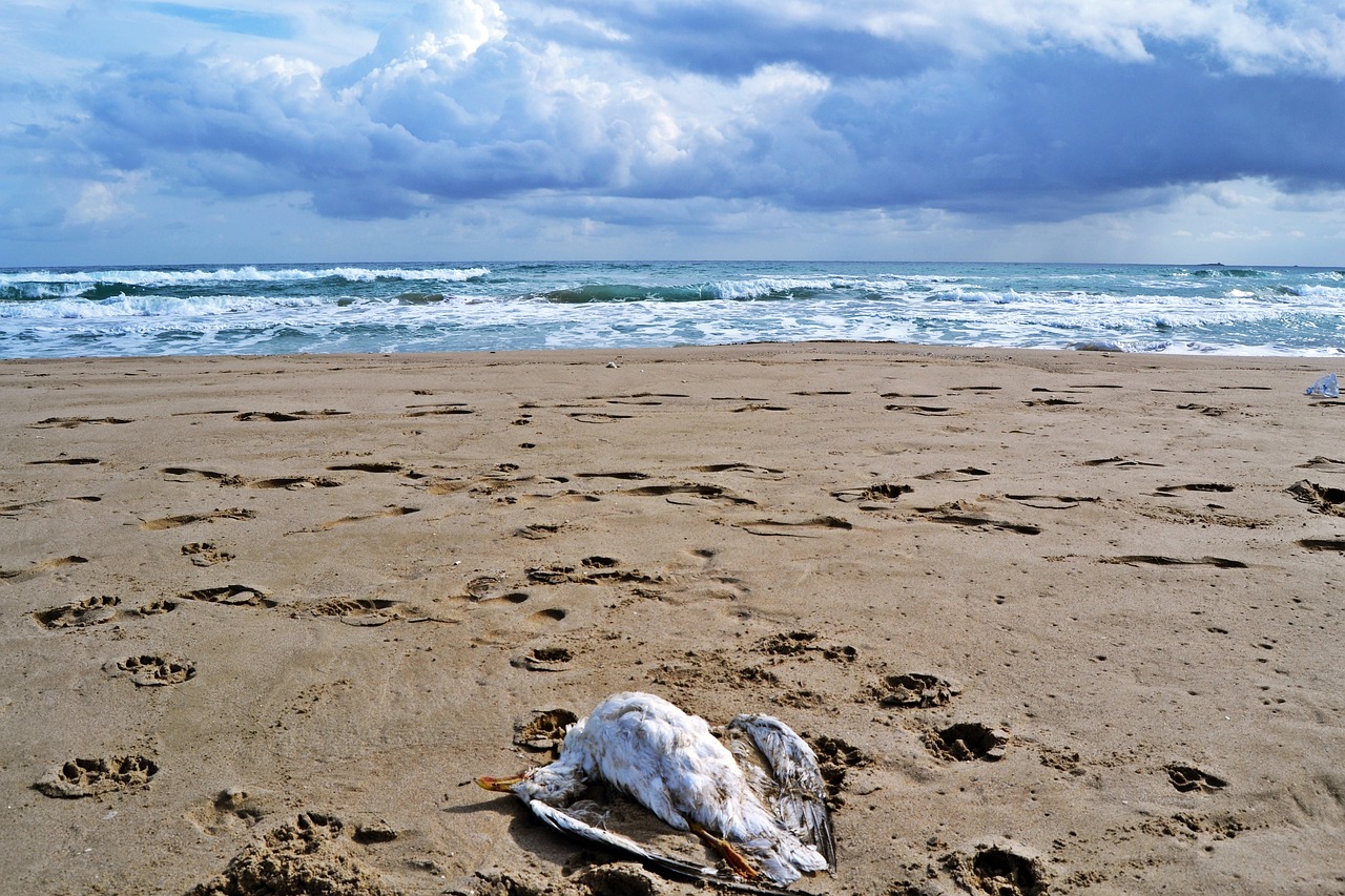 Un épisode de mort massive d’oiseaux de mer inquiète les spécialistes au Mexique