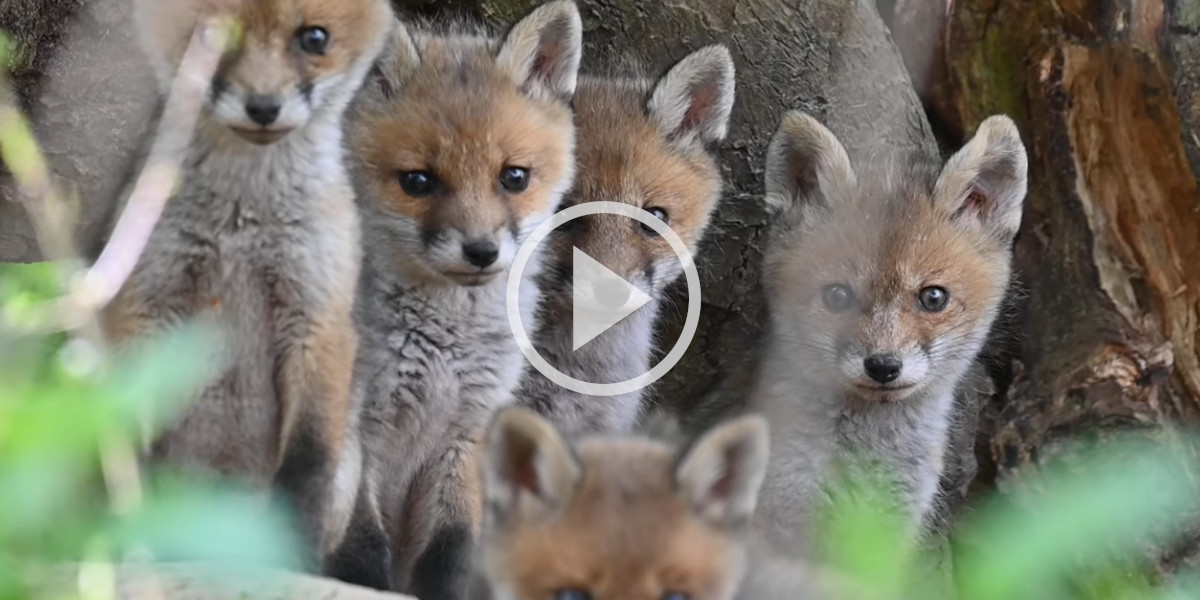 [Vidéo] Quand les renardeaux sortent de leur terrier