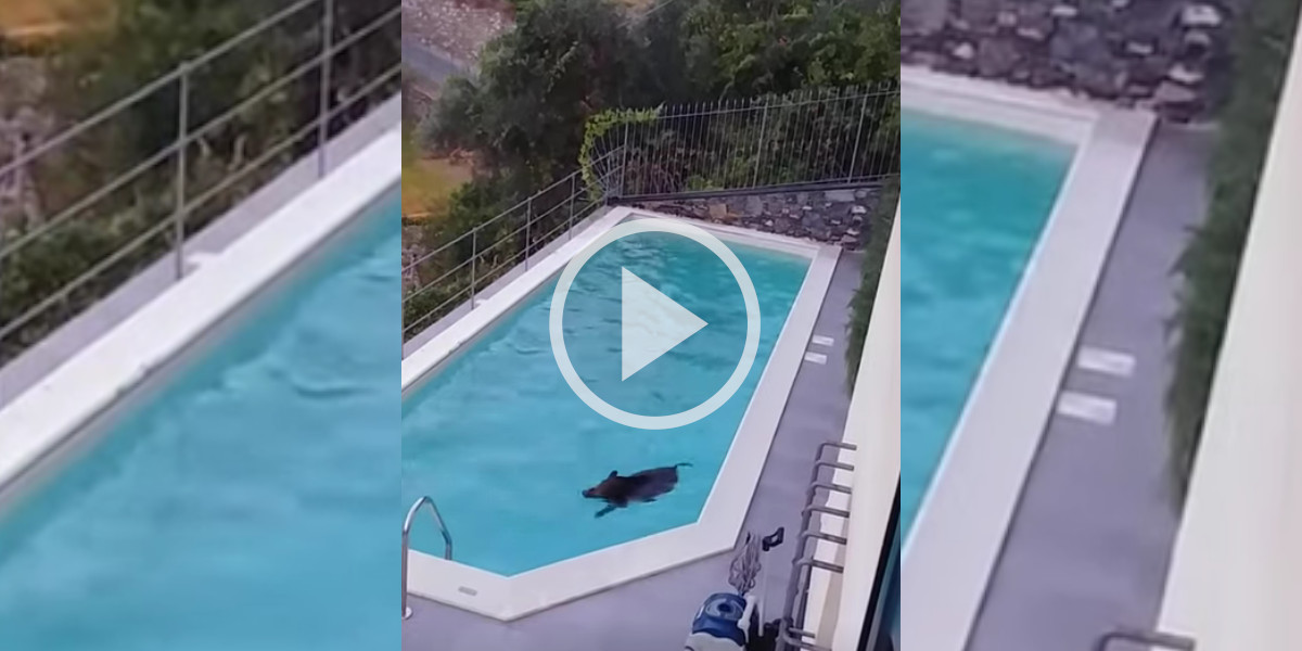 [Vidéo] Un sanglier n’a pas su résister à l’appel de la piscine