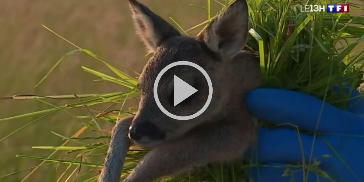 [Vidéo] Les chasseurs à l’honneur au 13h de TF1 pour leurs opérations de sauvetage des faons