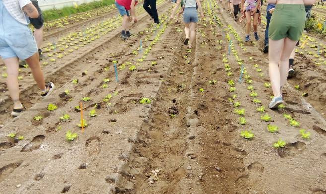 Des militants écologistes détruisent une serre dédiée aux nouvelles techniques maraîchères