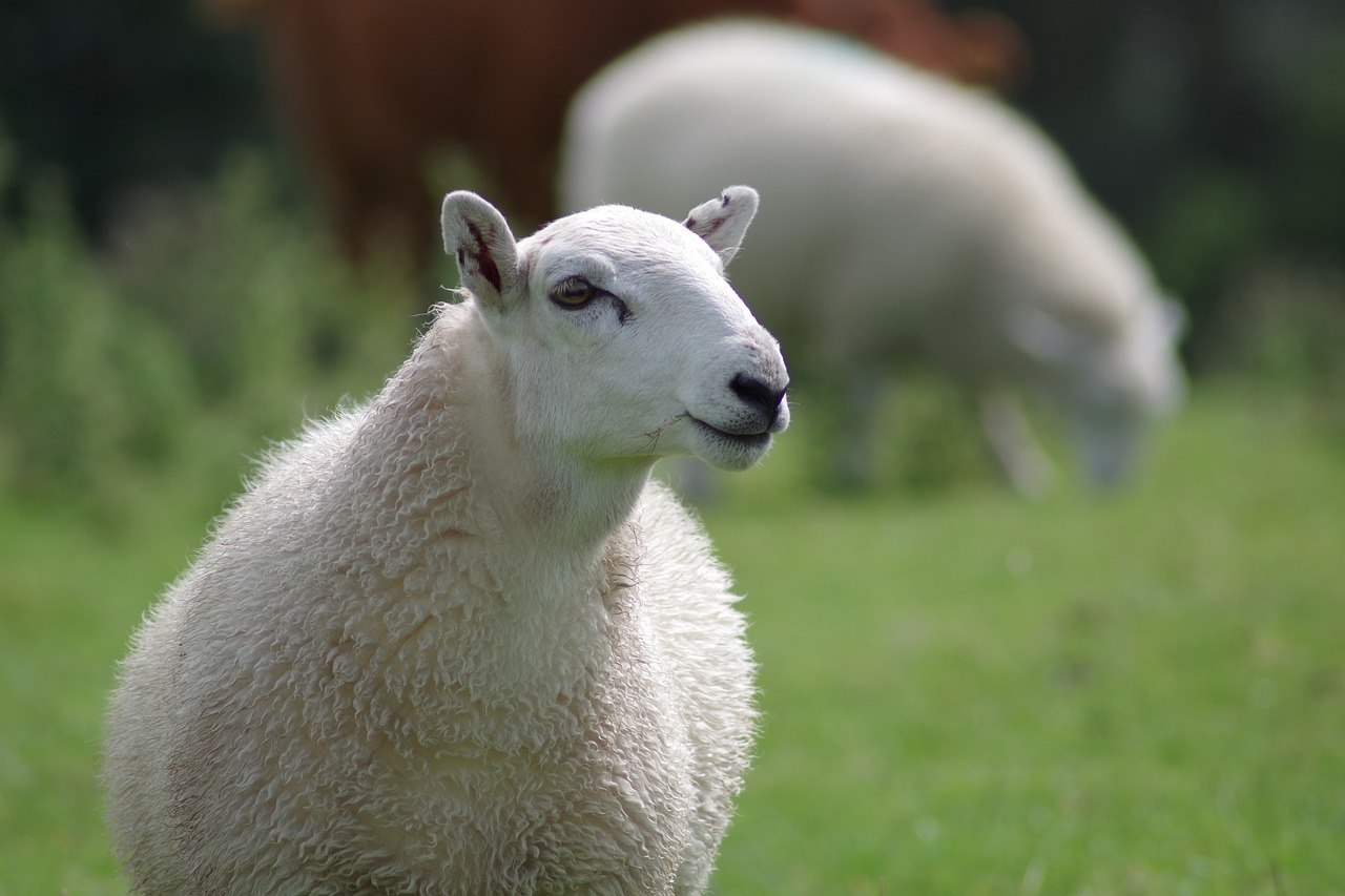 Ariège : quatre bêtes tuées et deux patous blessés dans un parc de nuit, l’ours pointé du doigt