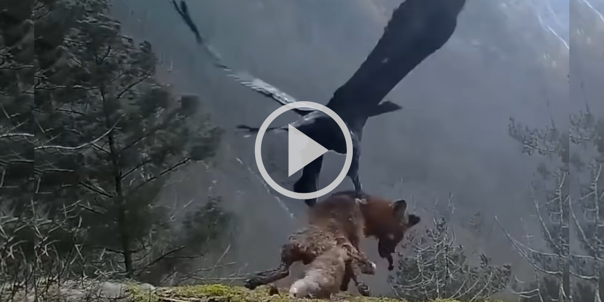[Vidéo] La surprenante scène d’un aigle qui emporte avec lui un renard tout entier