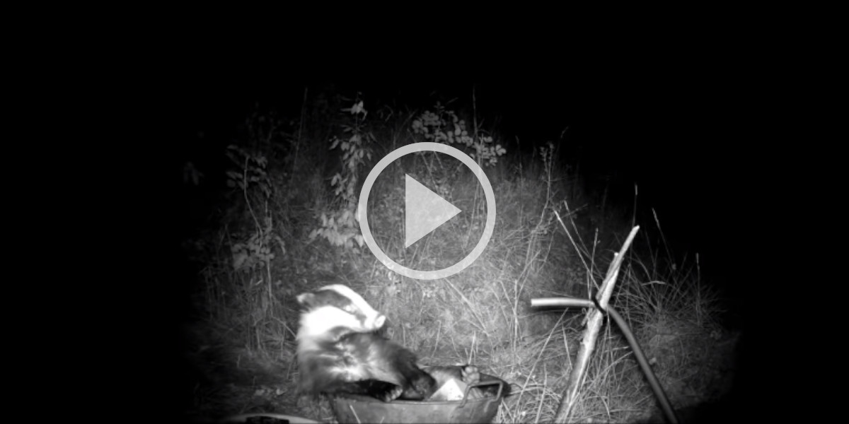 [Vidéo] Un blaireau profite d’une bassine pleine d’eau pour prendre un bain