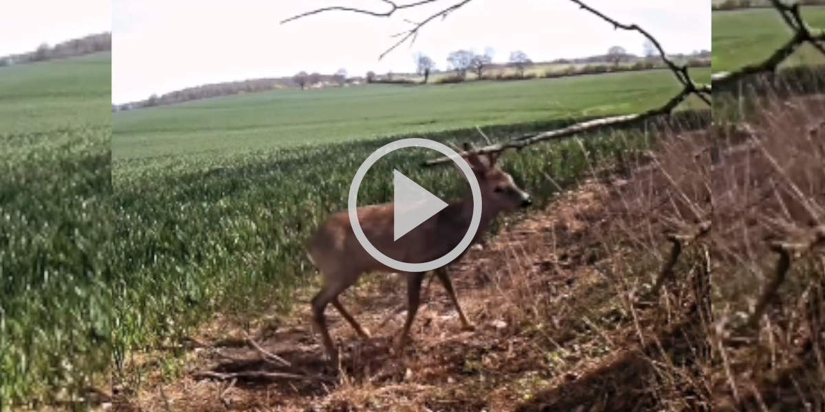 [Vidéo] Un brocard de mauvaise humeur s’en prend à une grosse branche