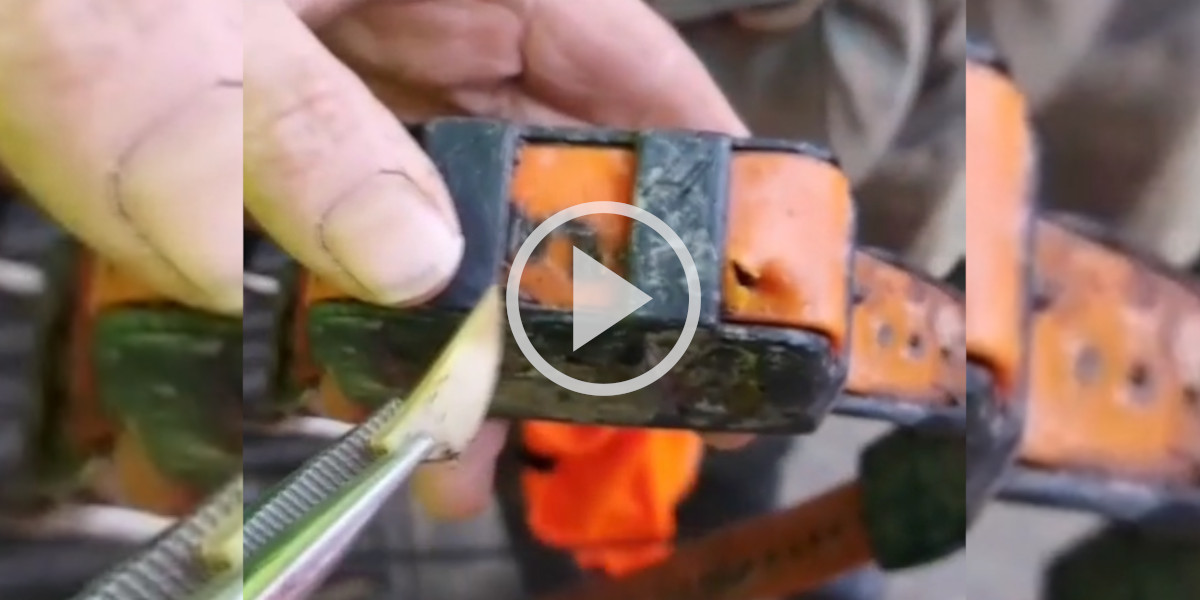 [Vidéo] Un chasseur retire un morceau de défense de sanglier planté dans le collier d’un chien très chanceux
