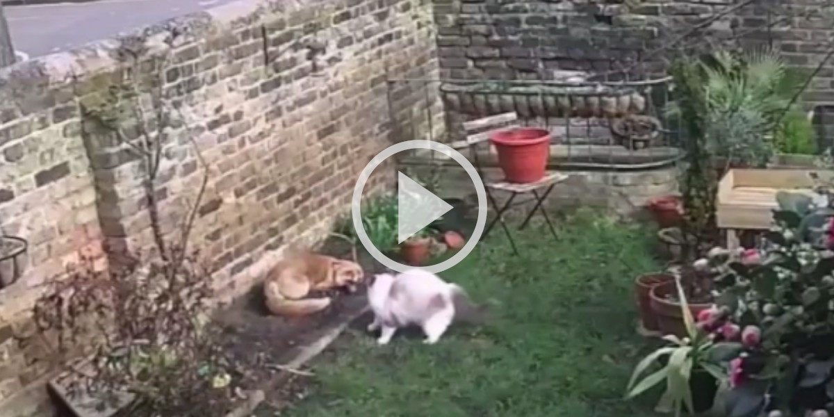 [Vidéo] Un renard pénètre dans un jardin mais tombe sur un chat très énervé