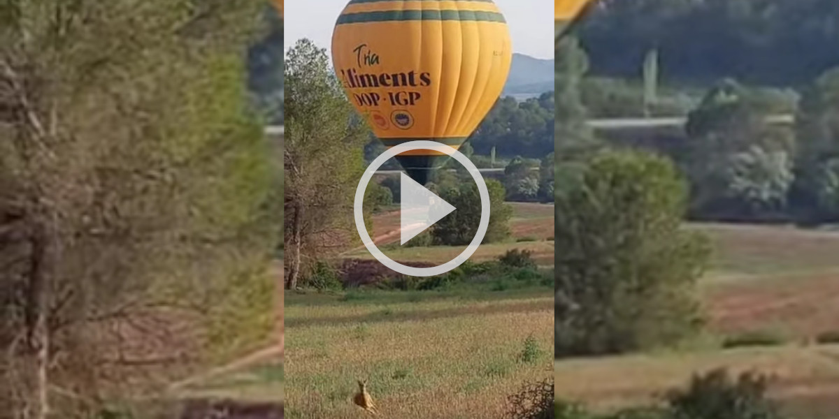 [Vidéo] Un chevreuil curieux finit par fuir devant l’arrivée d’une montgolfière