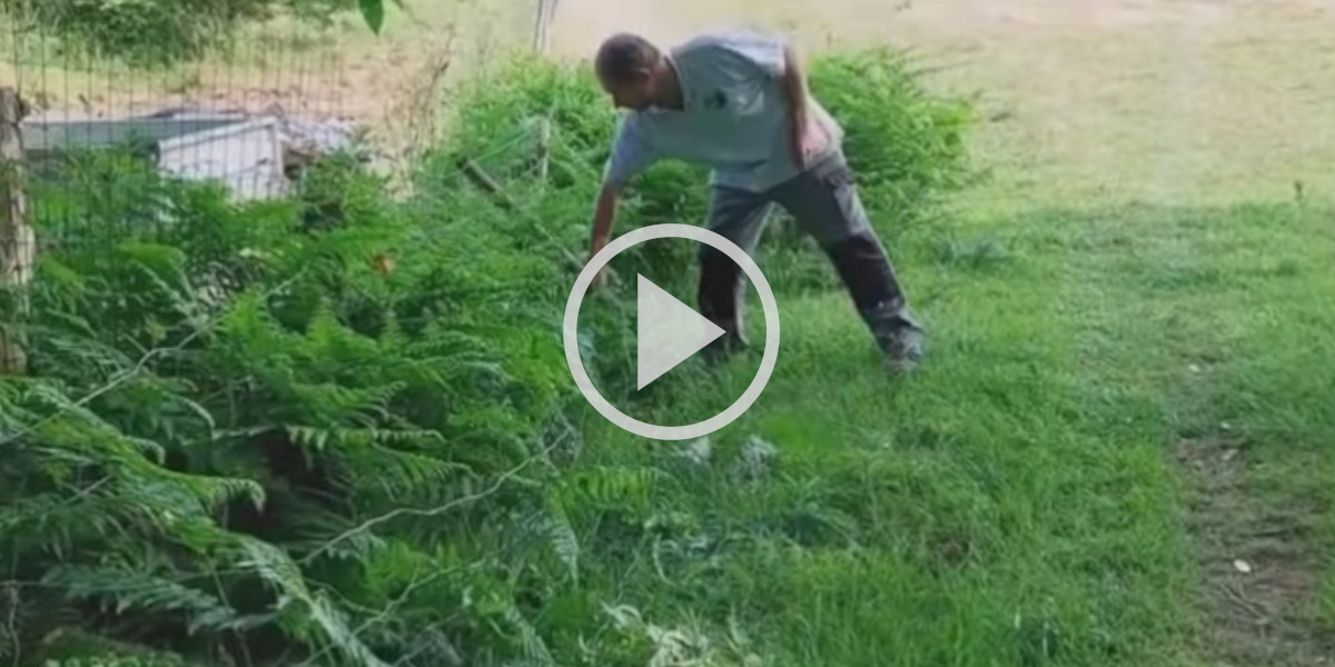 [Vidéo] Un éleveur face au loup : « Pour l’élevage en plein air, je suis très pessimiste »