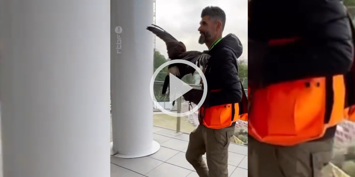 [Vidéo] Un fauconnier à Roland Garros
