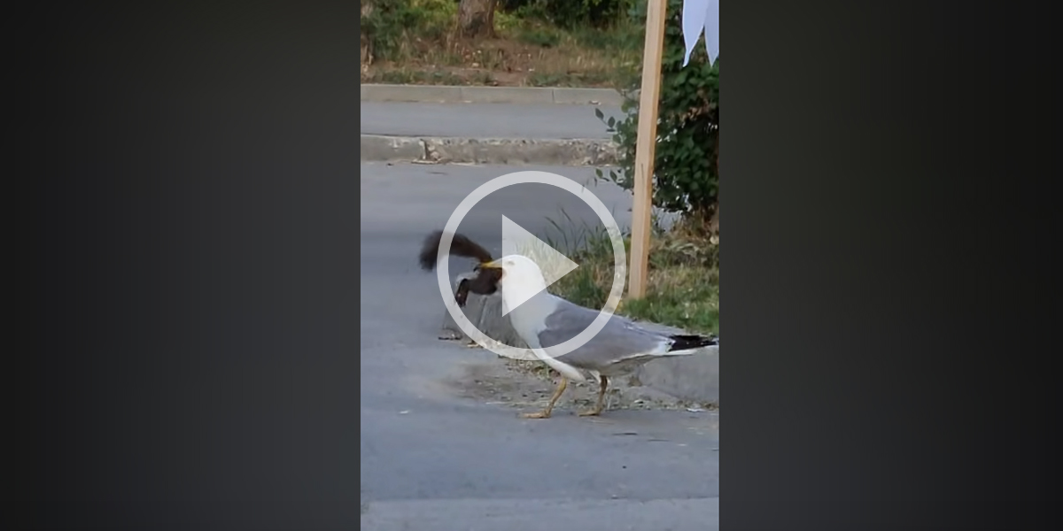 [Vidéo] Les images d’un goéland qui avale un écureuil font le tour du monde