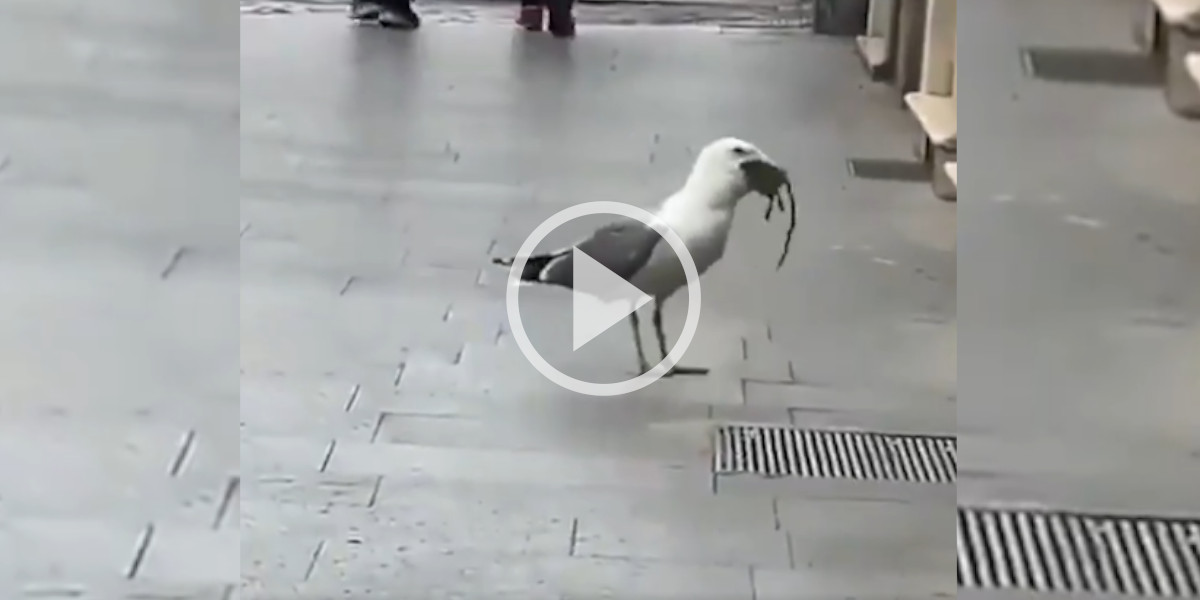 [Vidéo] Un goéland surprend les passants et avale un énorme rat en pleine rue