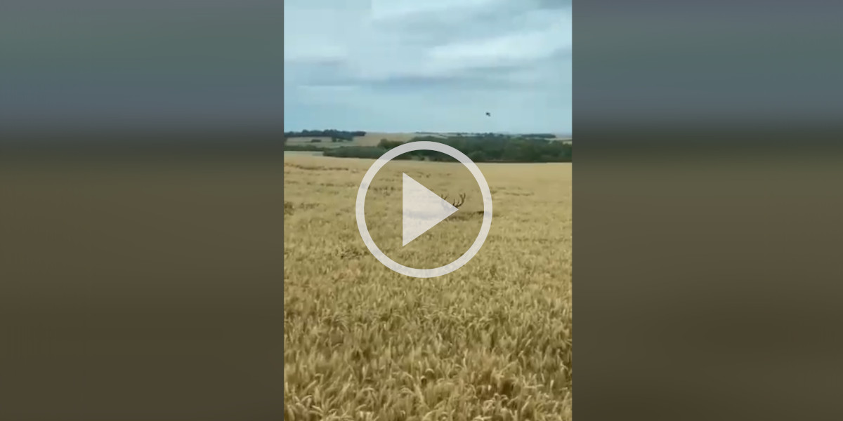 un grand cerf caché dans les blés